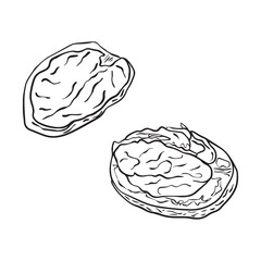 Sketch of walnuts in sketch style. Vector illustration