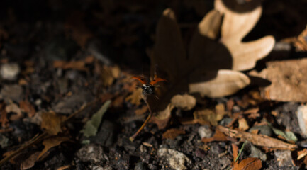 Ladybug on an autumn leaf close-up
