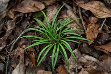 Sedge. Pennsylvania Sedge in Shade. Perennial Grass in Eastern Timberland