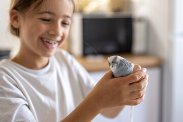 A beautiful little girl is playing with a white and blue budgie. Pets concept.