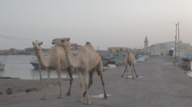 Sudan, Port Sudan, Suakin, Camels on the road