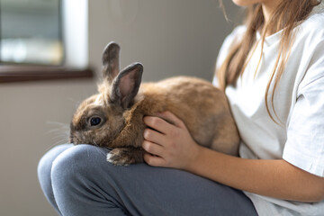 Fototapeta na wymiar A pretty little girl is playing with a pet rabbit. Pets concept.