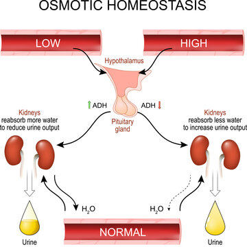 Osmotic balance. Homeostasis