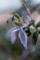 Obraz premium branches, leaves, seeds and flowers of plants in raindrops, macro foto