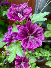 Close-Up of Vibrant Purple Flowers in Bloom