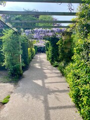 Garden Pathway Covered with Wisteria and Greenery