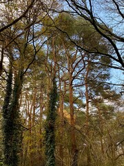 Tall Trees in a Forest with Ivy-Covered Trunks