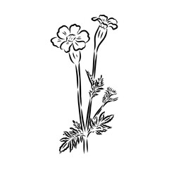 Hand drawn Marigold Flower Sketch Illustration Engraving Woodcut Vintage Style Vector Line Art