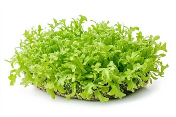 Sea Lettuce Heap: Preserved Green Vegetable Salted for Healthy Eating