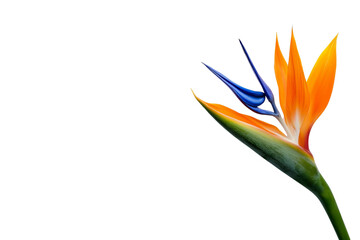 A single bird of paradise flower with bright orange and blue petals, isolated on a transparent background, PNG file.