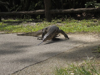 Malayan Water Monitor Lizard in Singapore