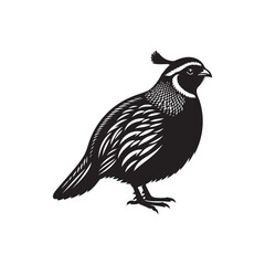 Vector Silhouette of Quail Bird on White Background.
