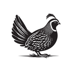 Quail Bird Silhouette Graphic - White Background.