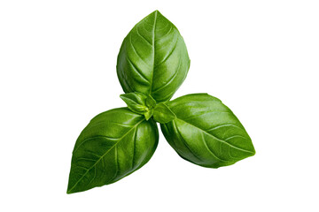 A single sprig of fresh basil with fragrant leaves, isolated on a transparent background, PNG file.