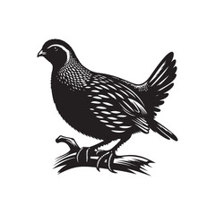 Obraz premium Detailed Quail Bird Silhouette Vector on White.