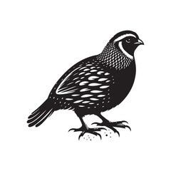 Detailed Quail Bird Silhouette Vector on White.