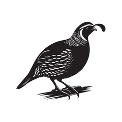 Vector Illustration of Quail Bird Silhouette on White.