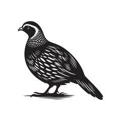 Quail Bird in Silhouette - Vector Graphic on White.