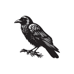 Crow Raven Bird Silhouette Vector Art on White Background.