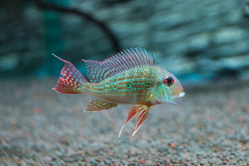aquarium fish cichlid geophagus surinamensis close-up in aquarium