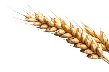A single stem of wheat with golden grains, isolated on a transparent background, PNG file.