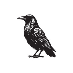 Obraz premium Bird Silhouette of Crow or Raven - Vector Illustration.