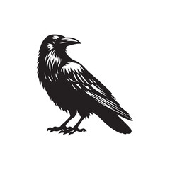 Crow and Raven Bird Silhouette Vector Illustration.