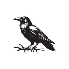 Obraz premium Black Crow Raven Silhouette Vector on White Background.