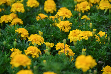 Marigold flowers blooming in the garden. Field of beautiful bright yellow marigold flowers. Herbal plants blooming in a marigold garden flower bed