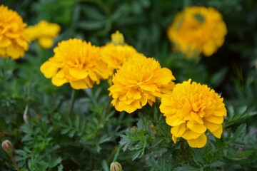 Marigold flowers blooming in the garden. Field of beautiful bright yellow marigold flowers. Herbal plants blooming in a marigold garden flower bed