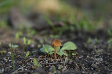 A small mushroom growing in the forest.

