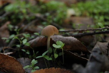 A small mushroom grows among leaves and tiny grass, adding color and texture to the natural environment.

