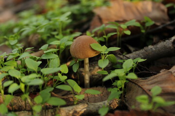 The small mushroom appears delicate and fragile, with a rounded cap and a slender stem.

