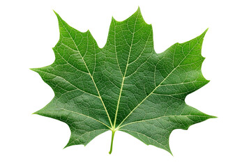 A vibrant sycamore leaf with intricate veins, isolated on a transparent background, PNG file.