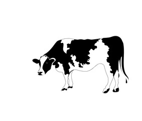 Portrait big black and white cow vector