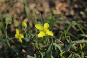 A yellow flower blooming against a backdrop of green foliage.

