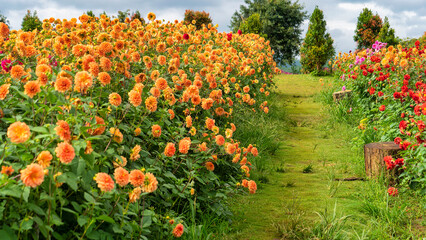 Dahlia fields, with all colors: yellow, pink, red, purple blooming under the summer sun