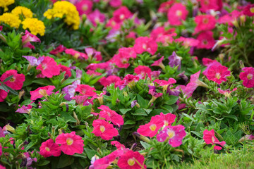 Beautiful pink Petunia or Surfinia flowers blooming in garden. Petunia Merlin Rose