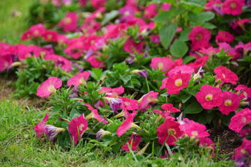 Beautiful pink Petunia or Surfinia flowers blooming in garden. Petunia Merlin Rose