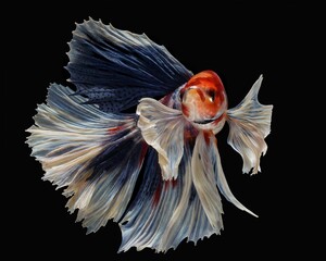 Potrait dancing halfmoon bettafish dumbo ear on black background, 25 October 2024 Indonesia