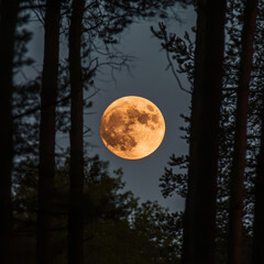 Naklejka premium Beneath the trees, the moonlight filters through, casting a serene glow on the forest. A magical night in nature's embrace.