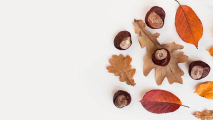 Autumn holiday frame composition with dry leafs and chestnuts on white backround. Creative layout...