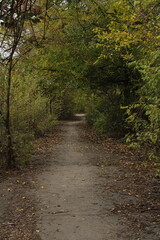 Fototapeta premium A forest path lined with trees and greenery.