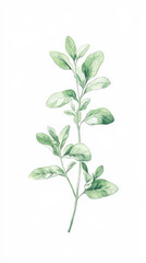 Fototapeta premium Oregano detailed hand drawn pastel watercolor botanical image, medicinal herbs, light clean background. Generative AI