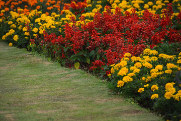 Beautiful yellow marigolds and red Salvia Splendens flowers blooming in flower bed of garden. Selective Focus