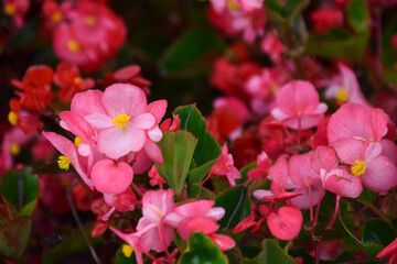 Close up Pink Wax Begonia flowers blooming in garden. Begonia cucullata, Clubbed Begonia
