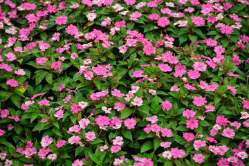 Fototapeta premium Impatiens walleriana flowers blooming in garden. Flower background. Natural background