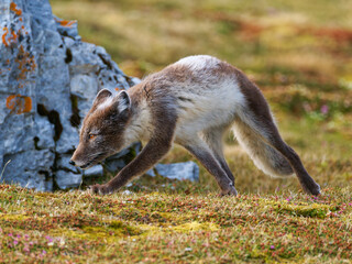 Arctic Fox Cub during the Summer, Gnålodden, Hornsund fjord, Spitzbergen, Svalbard