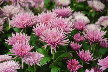 Close up of fresh pink chrysanthemum flowers blooming brightly, showing details of chrysanthemum...