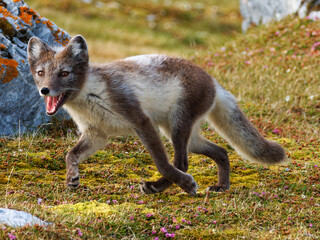 Arctic Fox Cub during the Summer, Gnålodden, Hornsund fjord, Spitzbergen, Svalbard